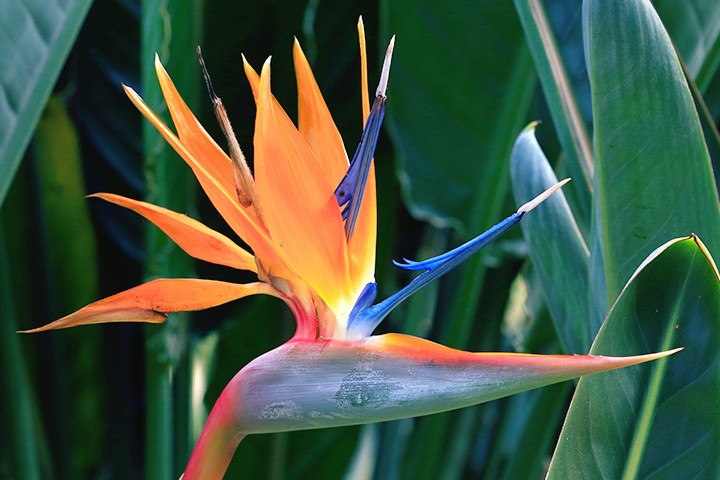 bird of paradise