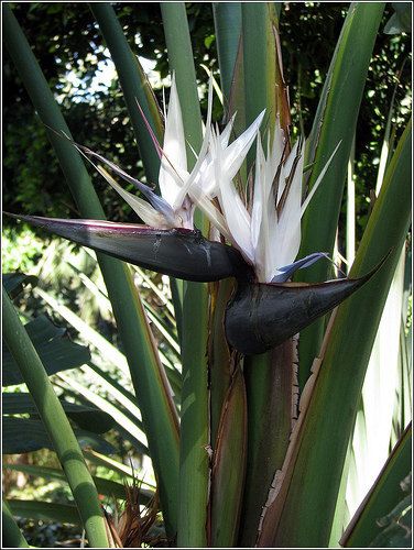 white bird of paradise